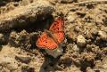 Melitaea arduinna (Türkistan İparhanı)